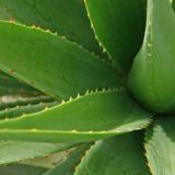 PLANTAS MEDICINALES: aLOE VERA